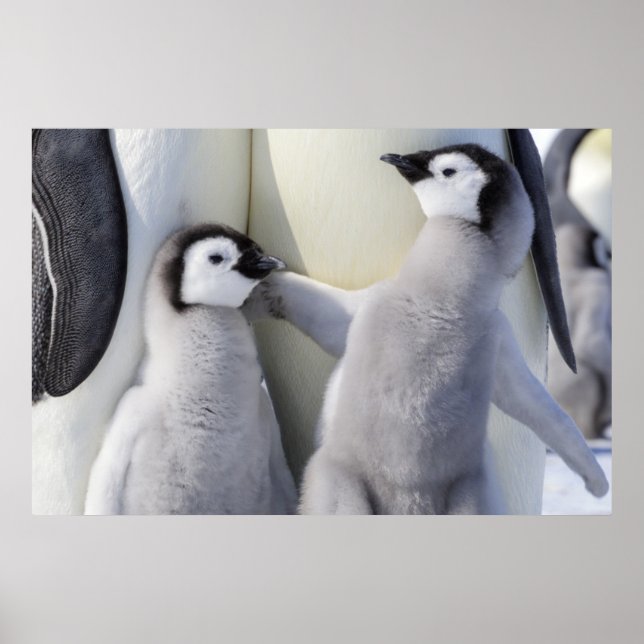 Emperor Penguin Chick Poster (Front)
