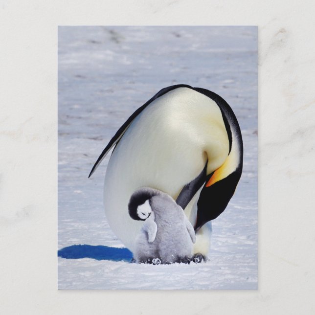 Emperor Penguin & Chick Preening Postcard (Front)