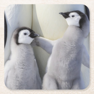 Emperor Penguin Chick Square Paper Coaster