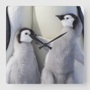 Emperor Penguin Chick Square Wall Clock