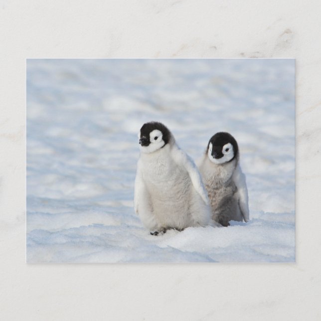 Emperor Penguin Chicks Antarctica Postcard (Front)