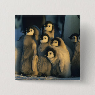 Emperor Penguin chicks in creche, Aptenodytes 15 Cm Square Badge