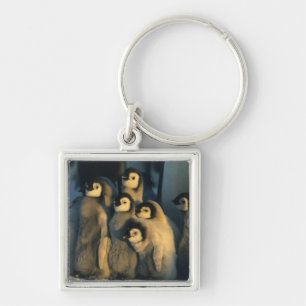 Emperor Penguin chicks in creche, Aptenodytes Key Ring