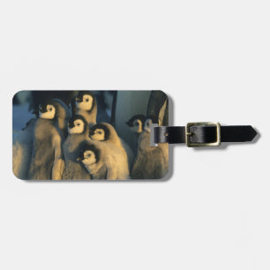 Emperor Penguin chicks in creche, Aptenodytes Luggage Tag