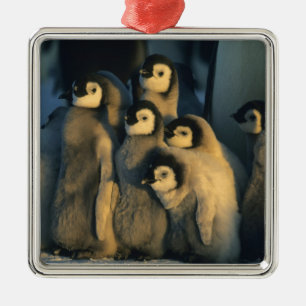 Emperor Penguin chicks in creche, Aptenodytes Metal Tree Decoration