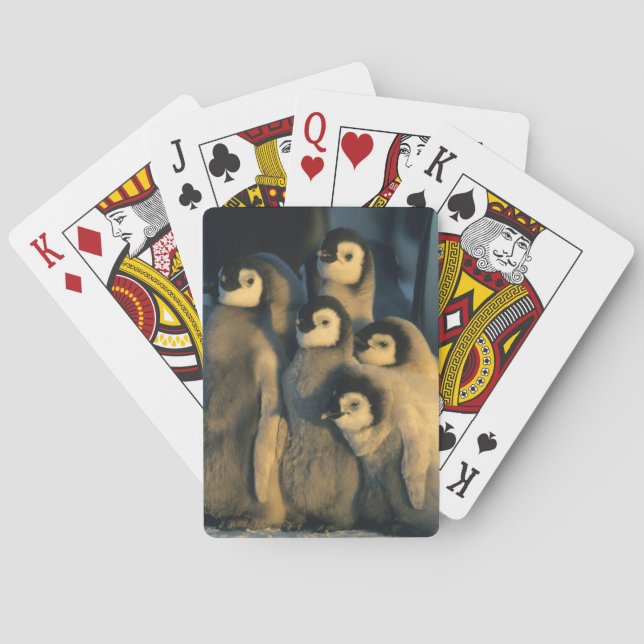Emperor Penguin chicks in creche, Aptenodytes Playing Cards (Back)