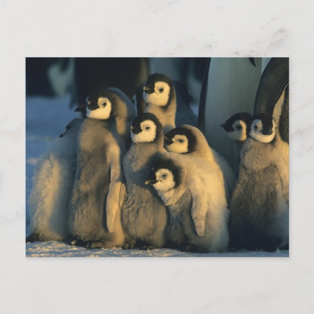 Emperor Penguin chicks in creche, Aptenodytes Postcard (Front)