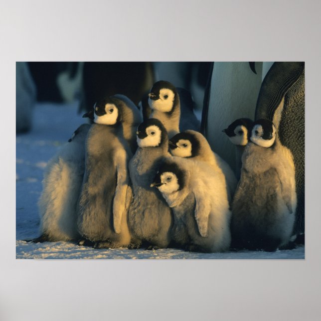 Emperor Penguin chicks in creche, Aptenodytes Poster (Front)