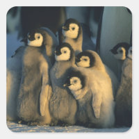 Emperor Penguin chicks in creche, Aptenodytes