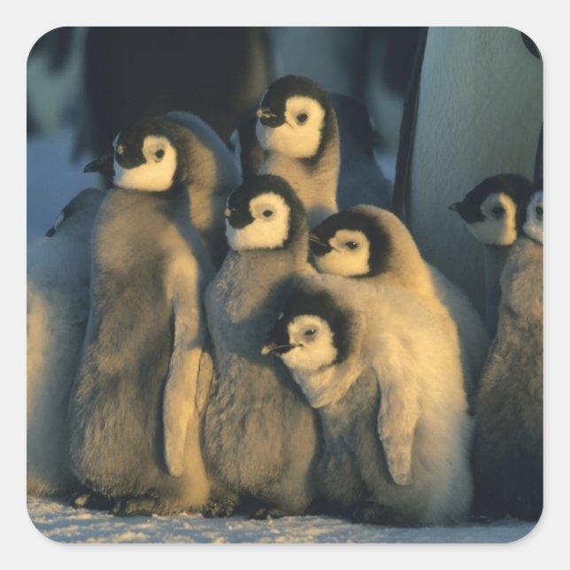 Emperor Penguin chicks in creche, Aptenodytes Square Sticker (Front)
