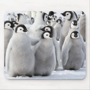 Emperor penguin chicks mouse pad