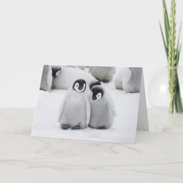 Emperor Penguin Chicks on Ice in Antarctica Card (Front)