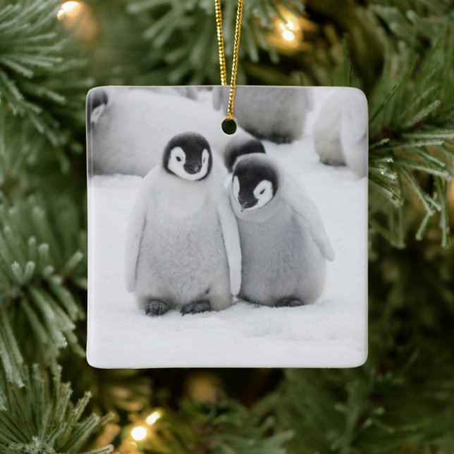 Emperor Penguin Chicks on Ice in Antarctica Ceramic Ornament (Tree)