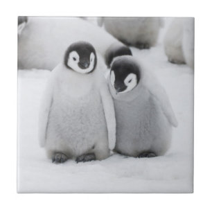 Emperor Penguin Chicks on Ice in Antarctica Ceramic Tile