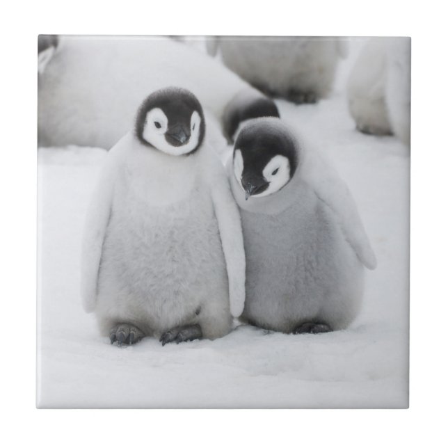 Emperor Penguin Chicks on Ice in Antarctica Ceramic Tile (Front)