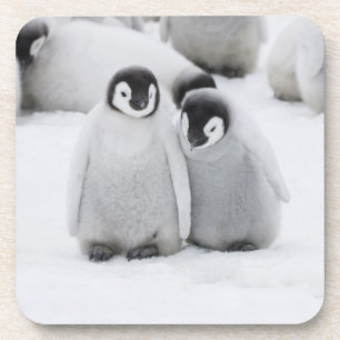 Emperor Penguin Chicks on Ice in Antarctica Coaster