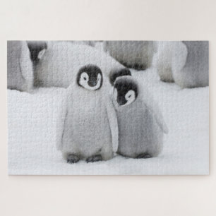 Emperor Penguin Chicks on Ice in Antarctica Jigsaw Puzzle