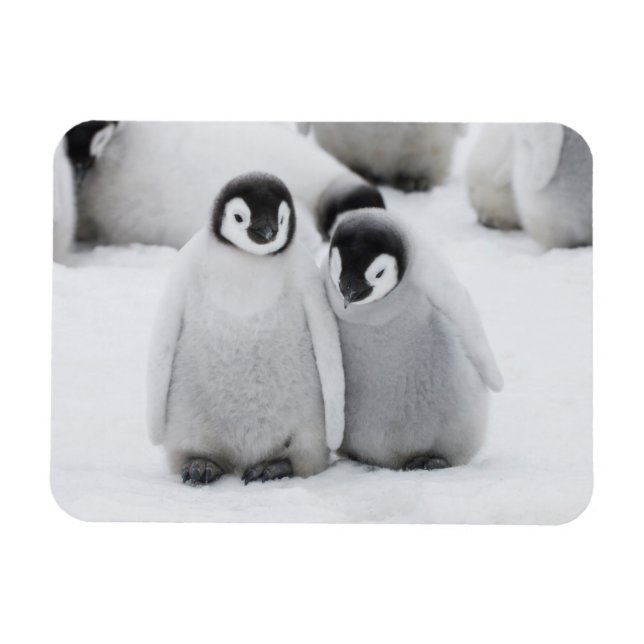 Emperor Penguin Chicks on Ice in Antarctica Magnet (Horizontal)