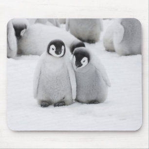 Emperor Penguin Chicks on Ice in Antarctica Mouse Pad