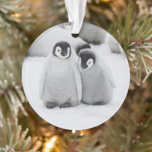 Emperor Penguin Chicks on Ice in Antarctica Ornament