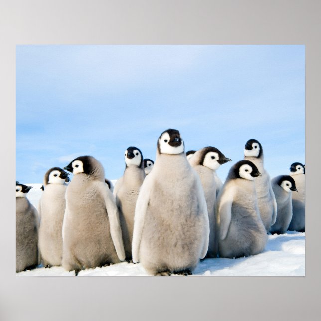 Emperor Penguin Chicks poster (Front)