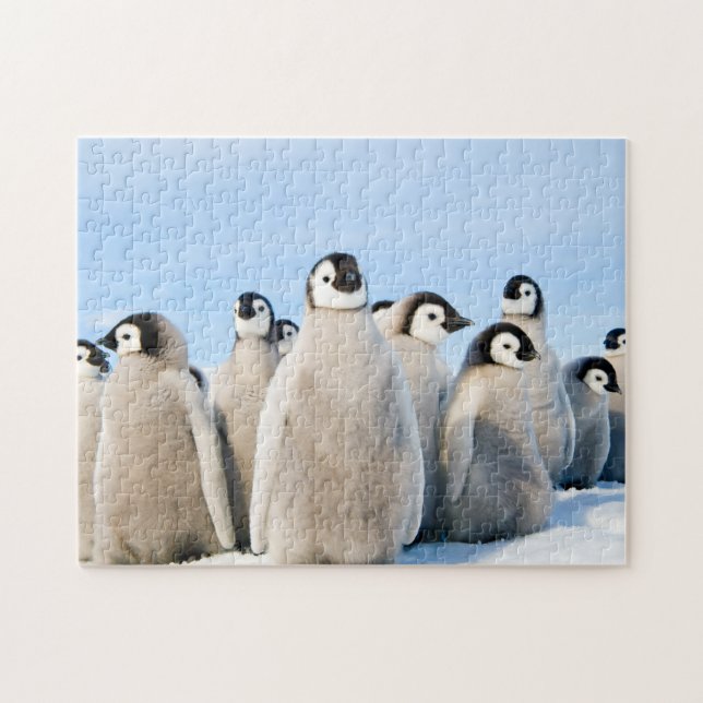 Emperor Penguin Chicks - puzzle (Horizontal)
