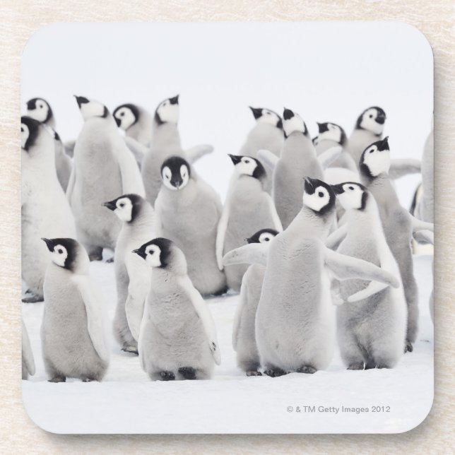 Emperor penguin coaster (Front)