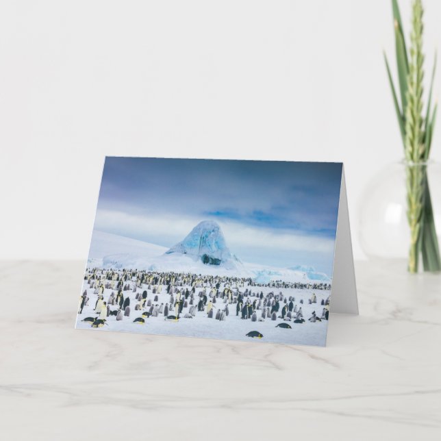 Emperor Penguin Colony Card (Front)