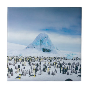 Emperor Penguin Colony Ceramic Tile