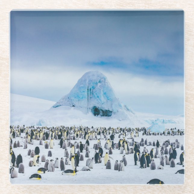 Emperor Penguin Colony Glass Coaster (Front)