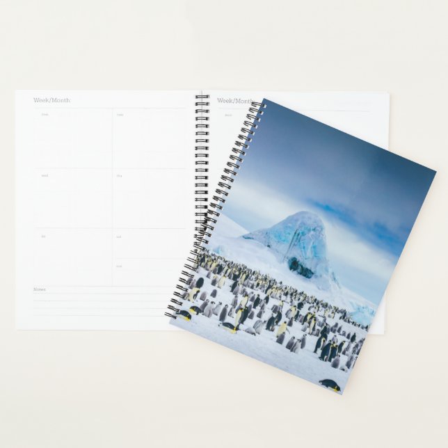 Emperor Penguin Colony Planner (Display)