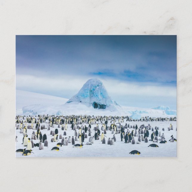 Emperor Penguin Colony Postcard (Front)