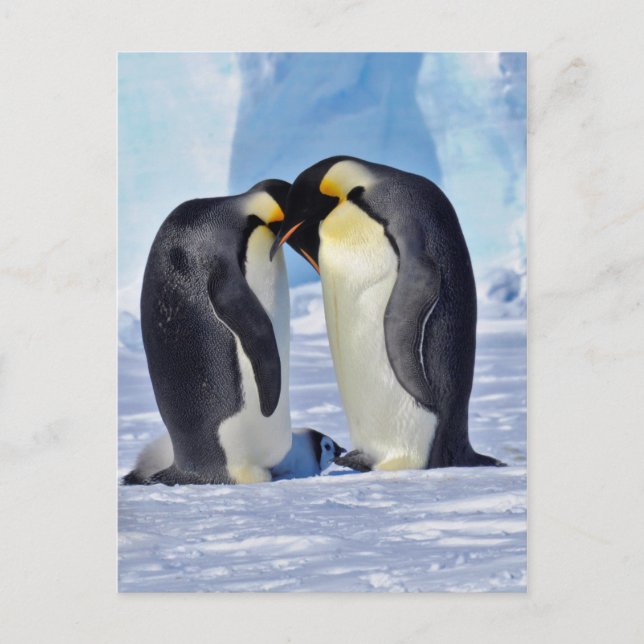 Emperor Penguin Family Postcard (Front)