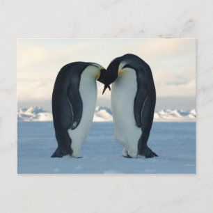 Emperor Penguin Kiss - Postcard