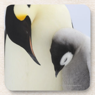 Emperor Penguin looking at chick Coaster