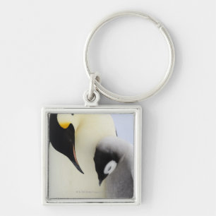 Emperor Penguin looking at chick Key Ring