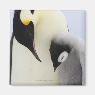 Emperor Penguin looking at chick Magnet