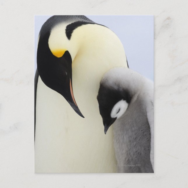 Emperor Penguin looking at chick Postcard (Front)