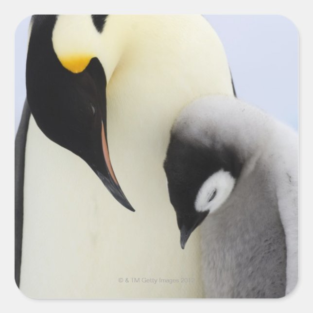 Emperor Penguin looking at chick Square Sticker (Front)