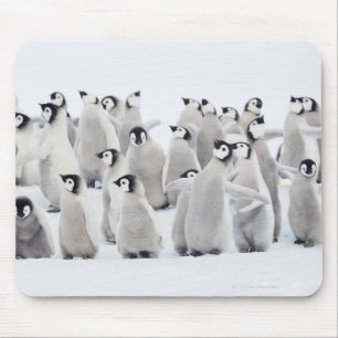 Emperor penguin mouse pad