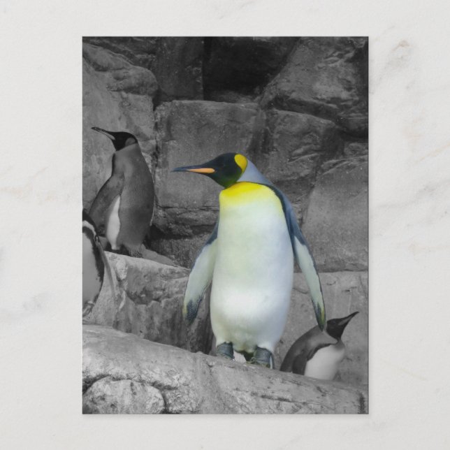 Emperor Penguin Postcard (Front)