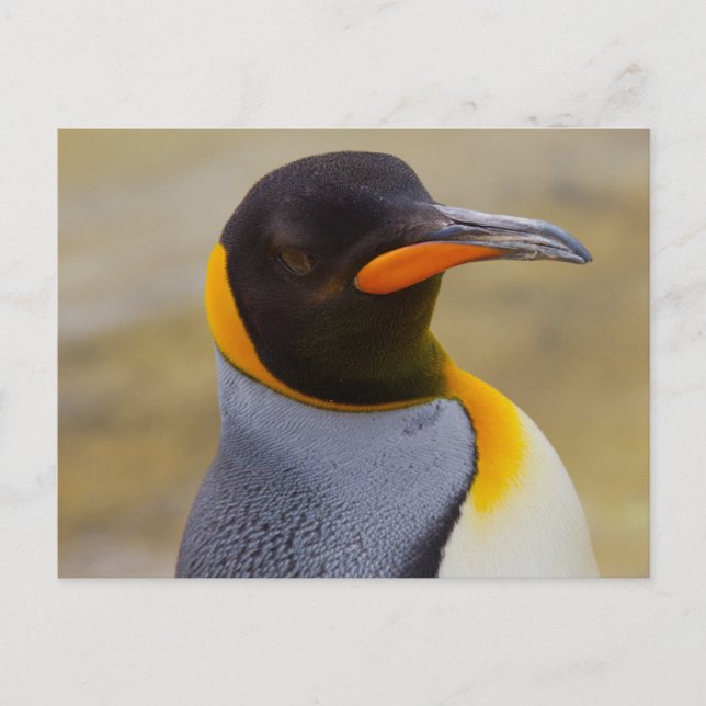 Emperor Penguin postcard (Front)