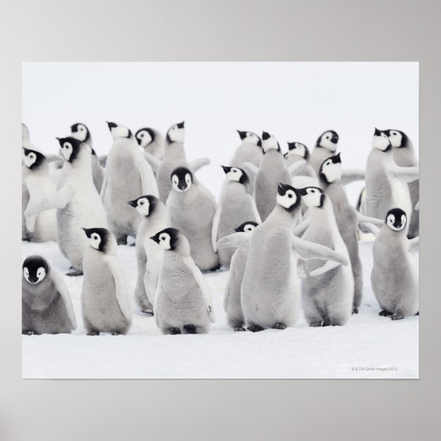 Emperor penguin poster (Front)