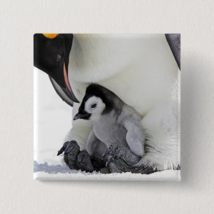 Emperor Penguin Snow Hill Island 15 Cm Square Badge