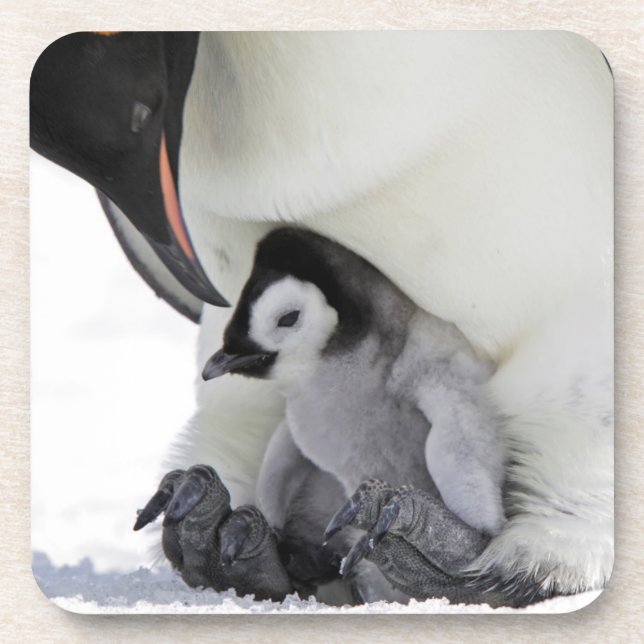 Emperor Penguin | Snow Hill Island Coaster (Front)