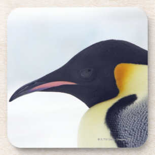 Emperor Penguin, Snow Hill Island Coaster