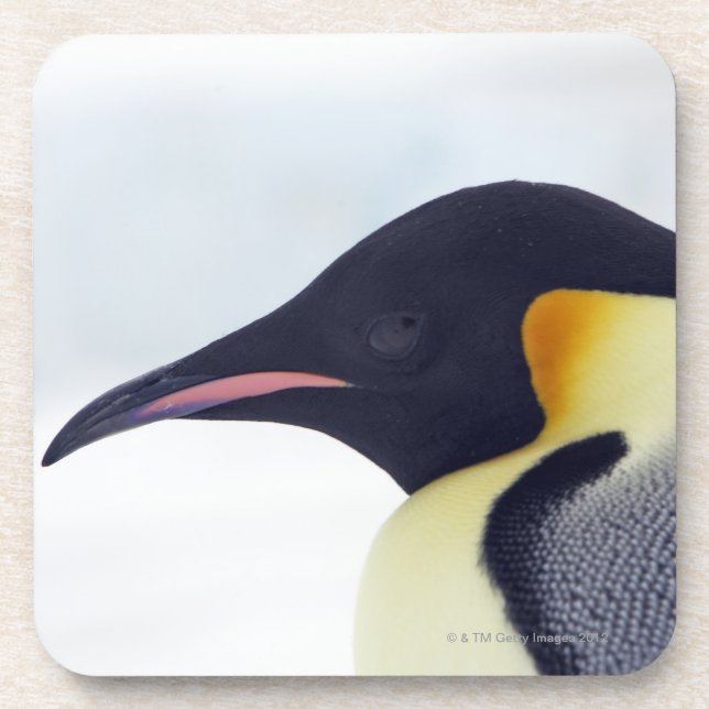Emperor Penguin, Snow Hill Island Coaster (Front)