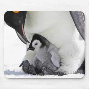 Emperor Penguin Snow Hill Island Mouse Pad