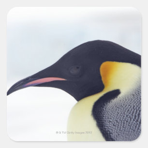 Emperor Penguin, Snow Hill Island Square Sticker