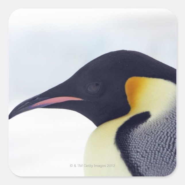 Emperor Penguin, Snow Hill Island Square Sticker (Front)